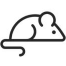 鼠